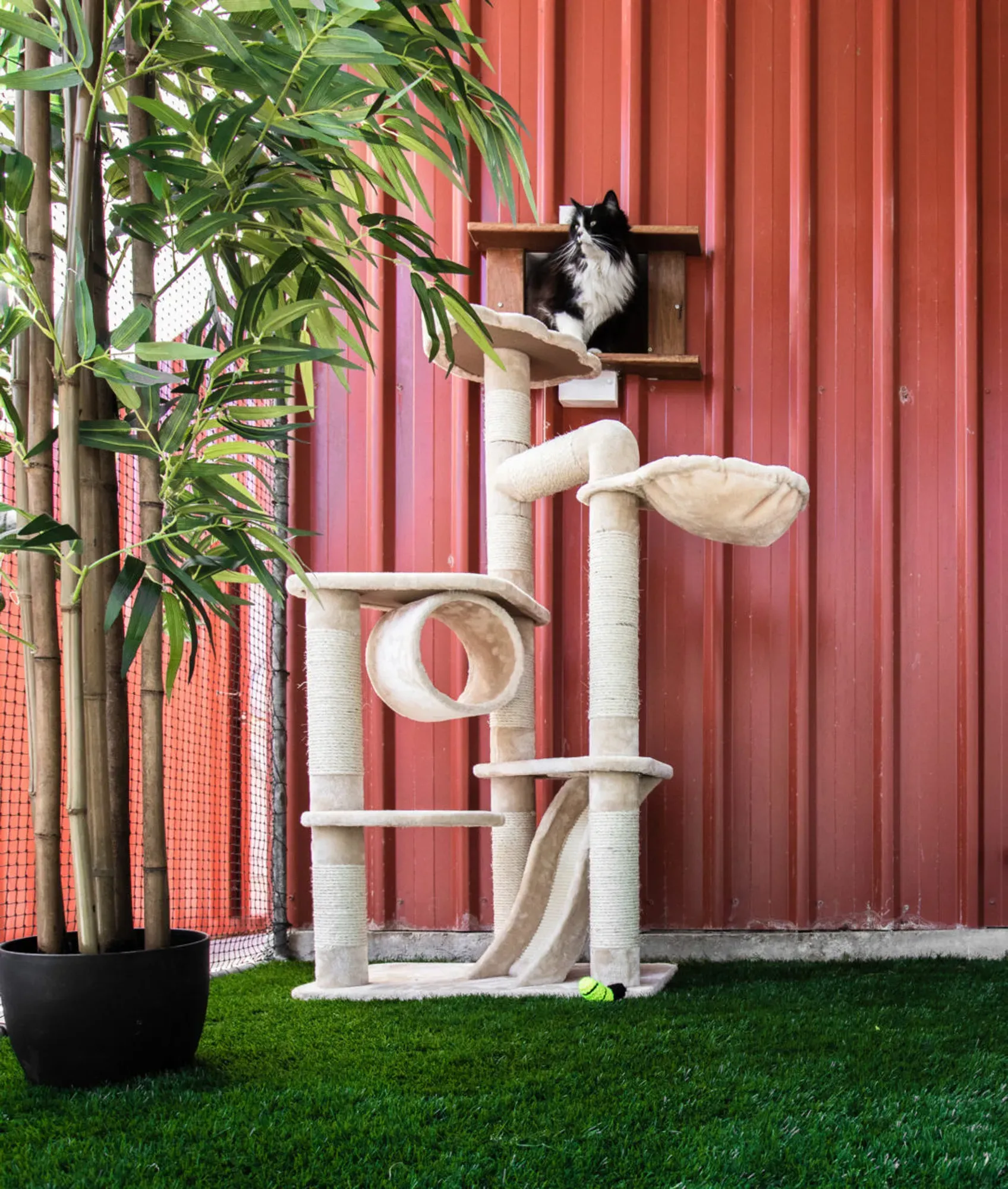 Cat Boarding at Kip