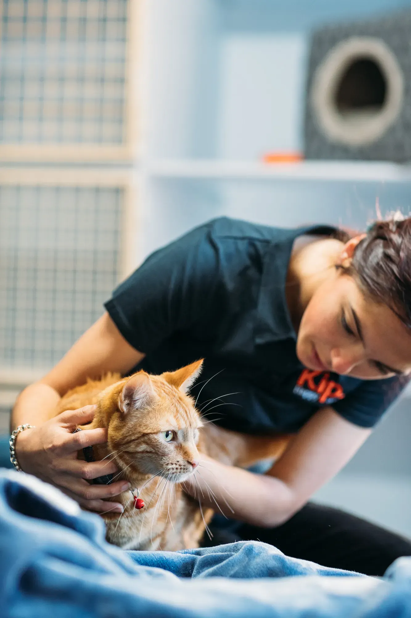 Cat health check done by Kip