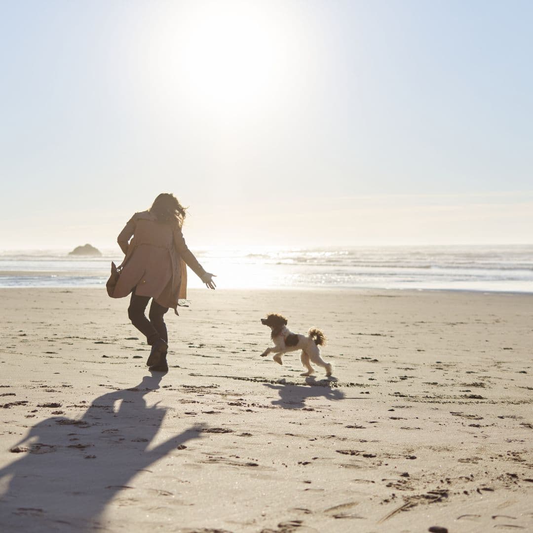 Dog chasing owner at a beach