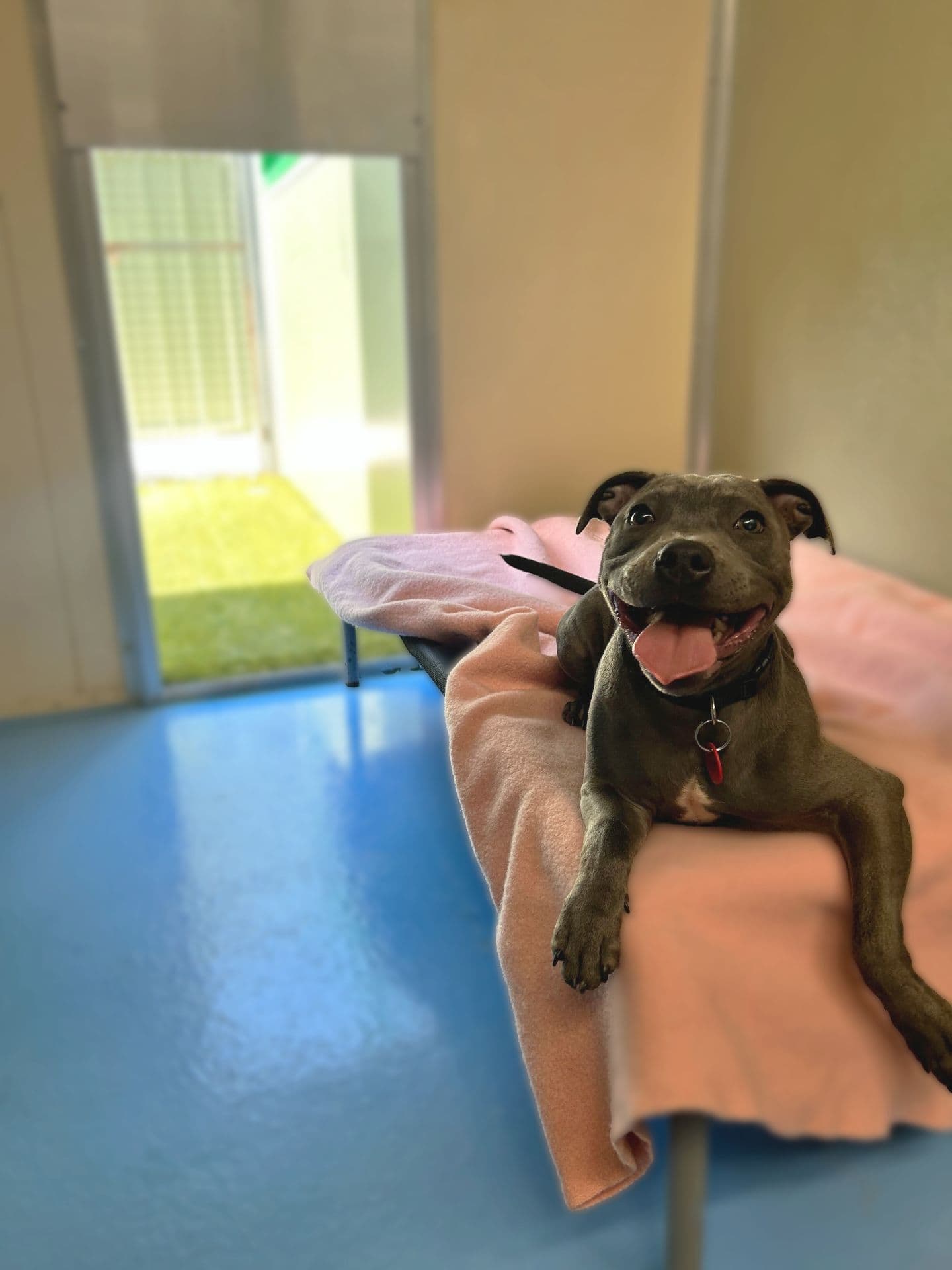 Classic room dog boarding