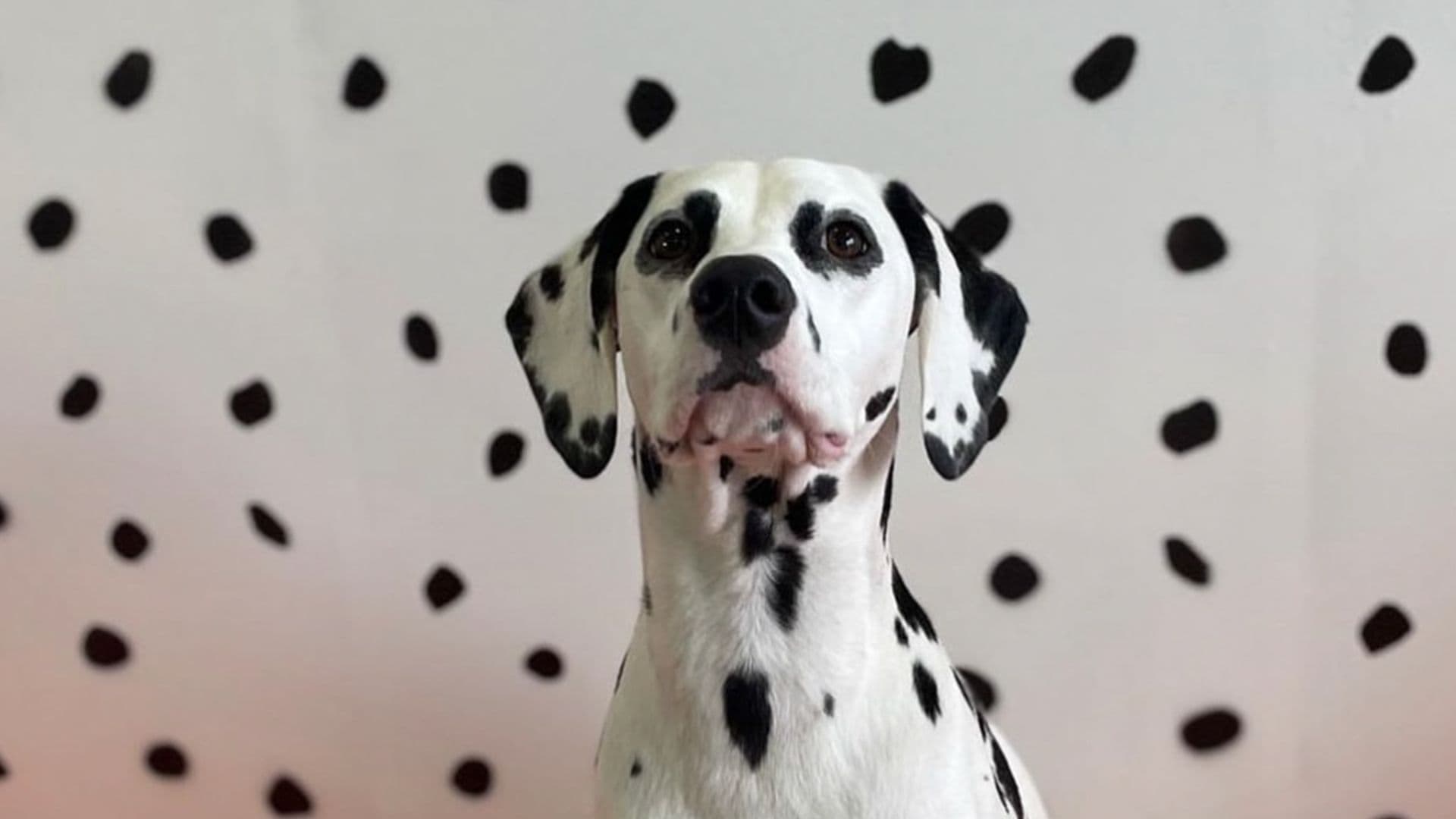 Dalmatian with a dalmatian colored background