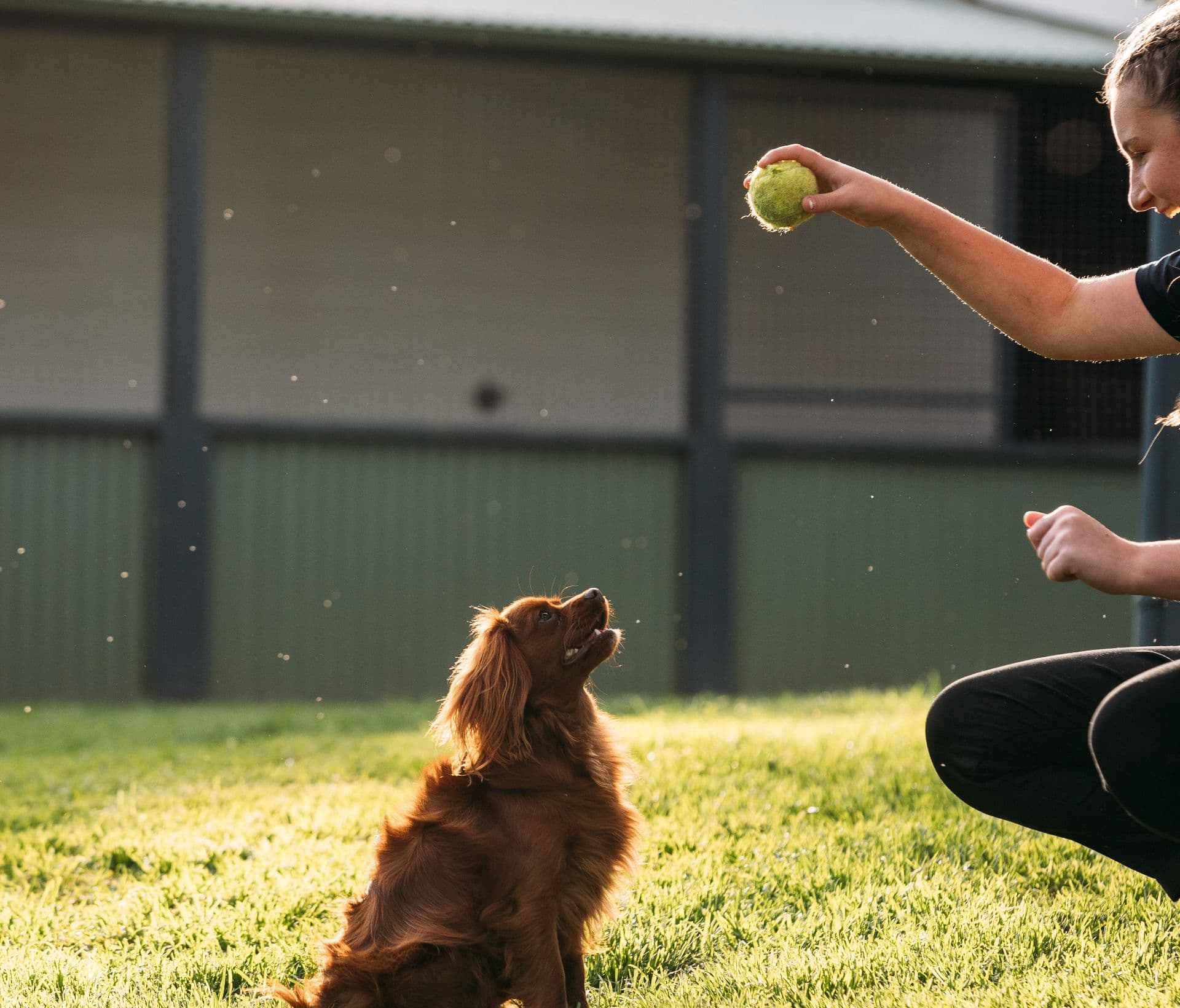 Dog and a Kip carer playing with a tennis ball