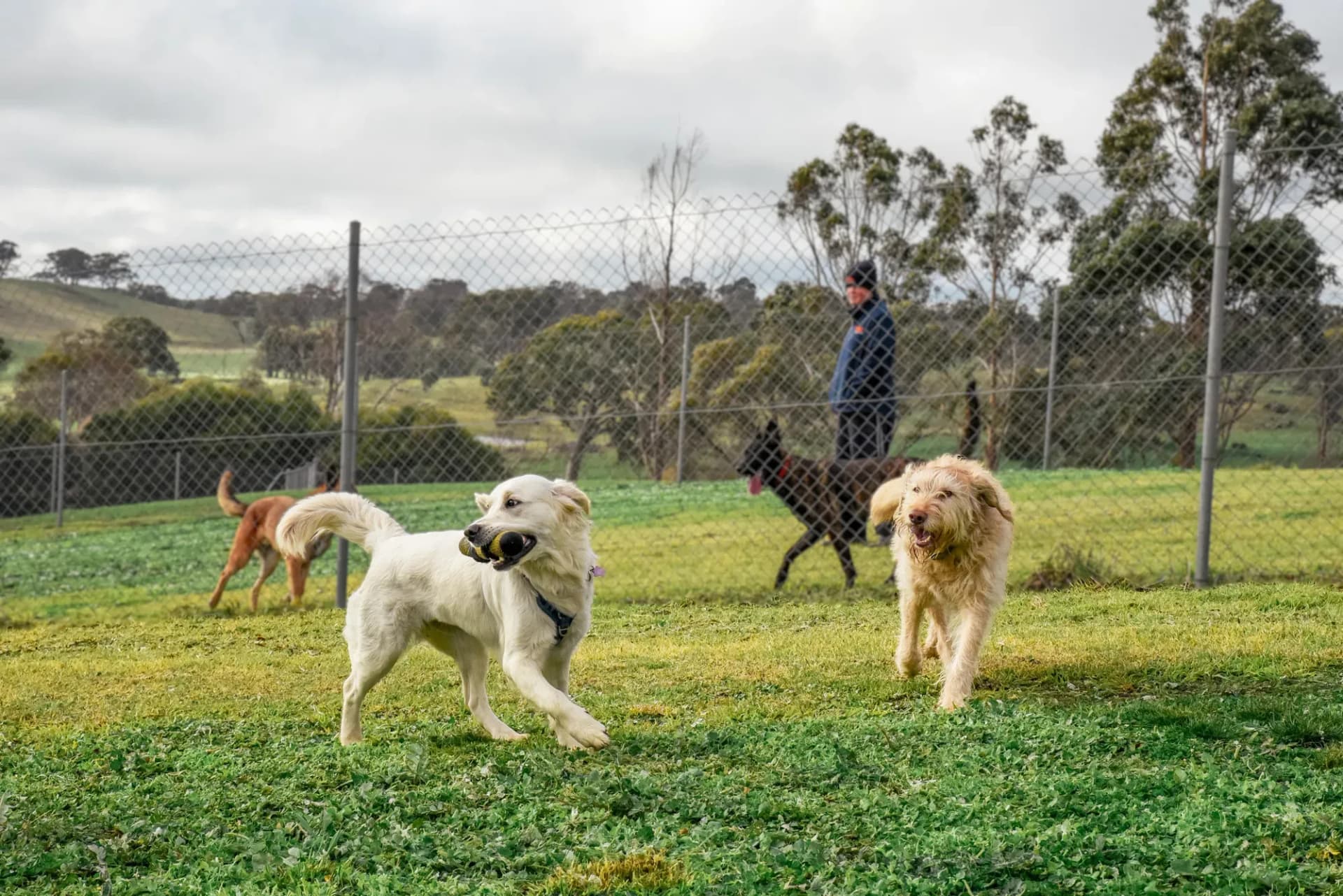 Happy dogs on a field at Kip