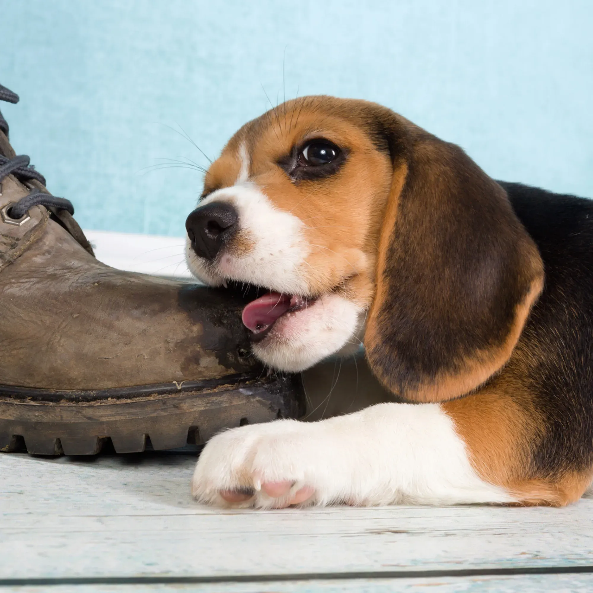 Dog chewing a shoe