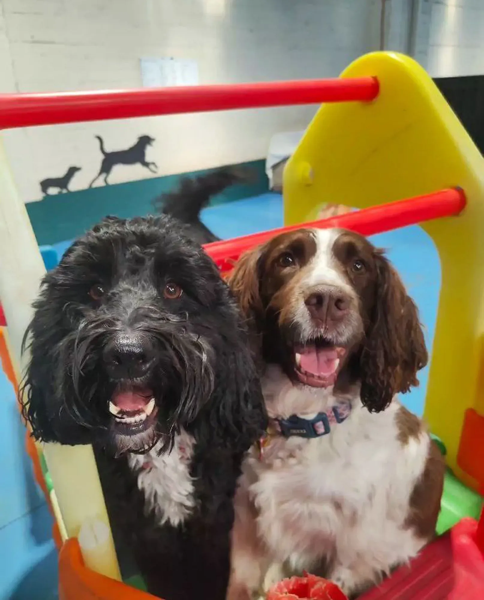 Dog daycare playgound at Kip