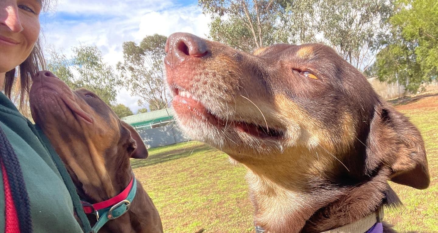 Dog enjoying sunlight