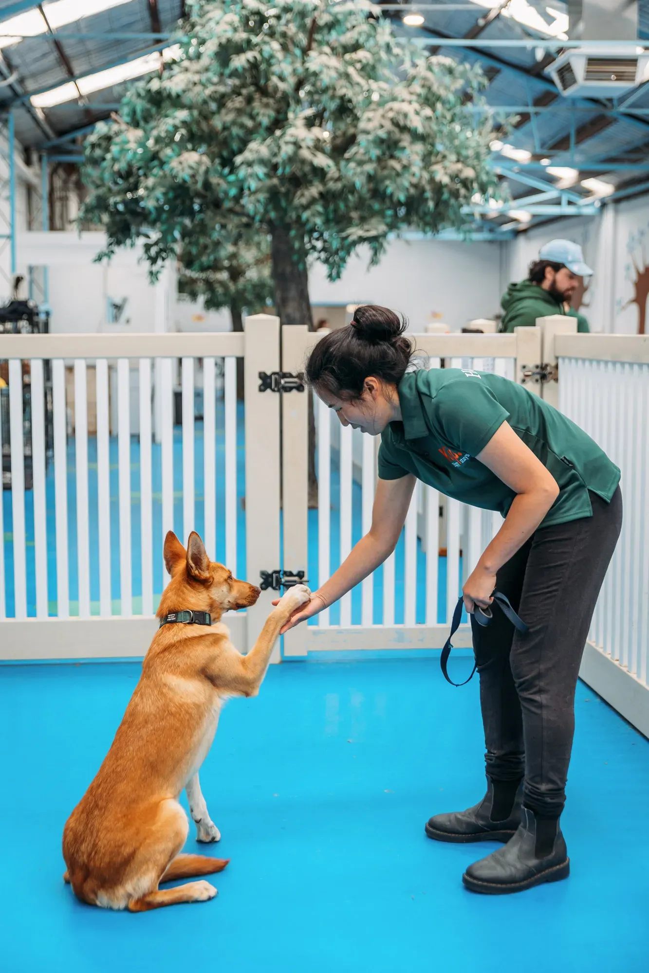 Dog giving their paw to trainer