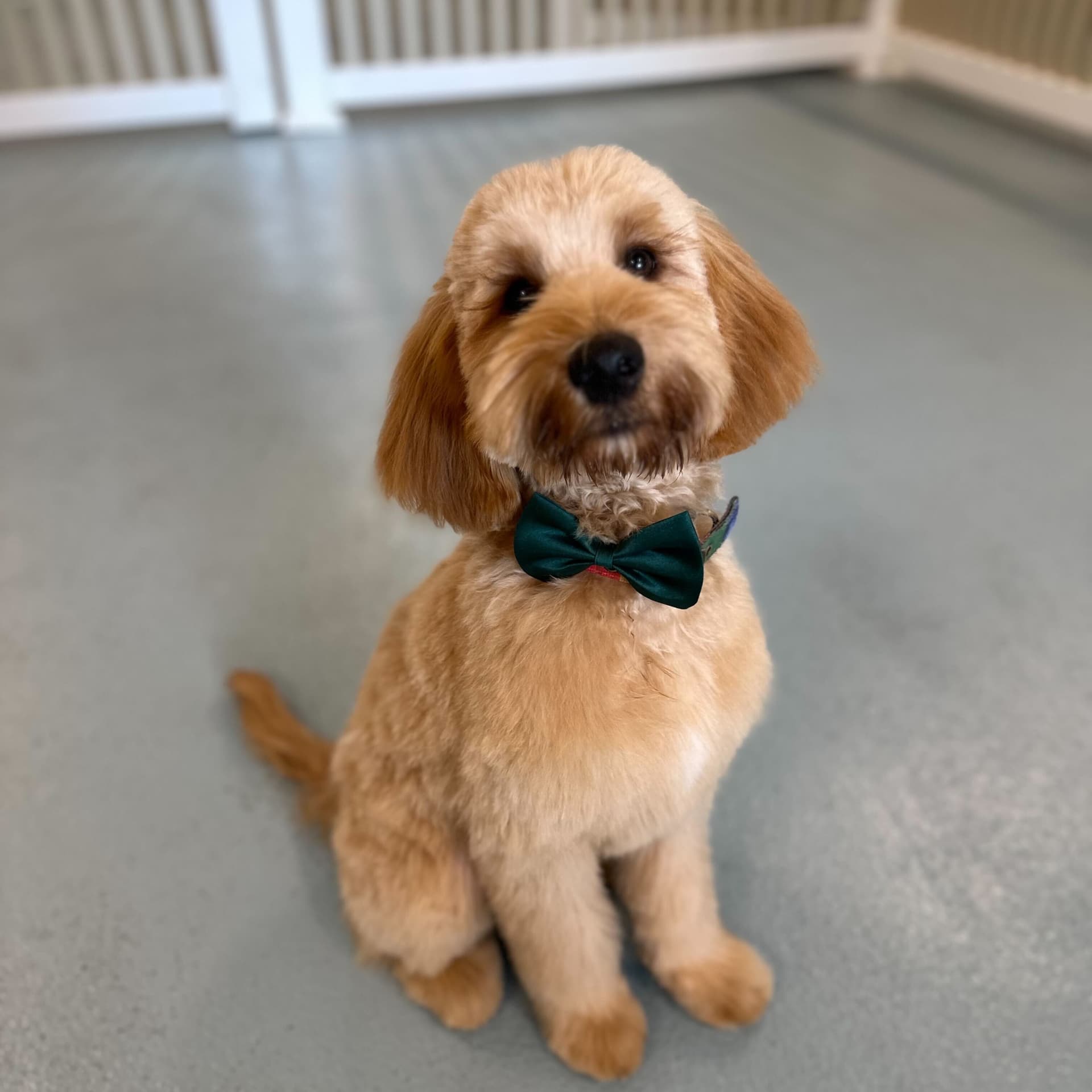 Dog with a fresh grooming