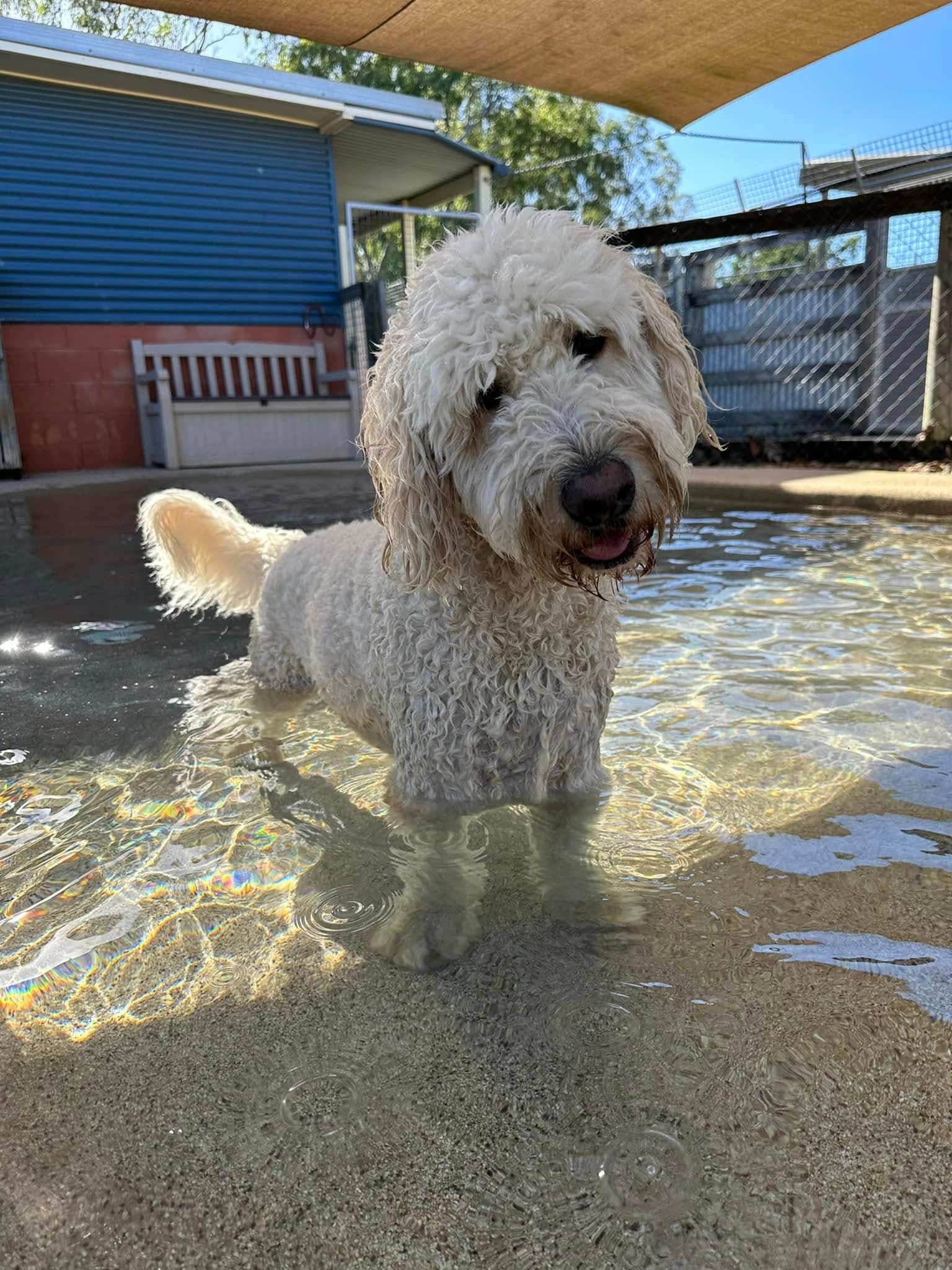 Dog in pool at Kip Imparra