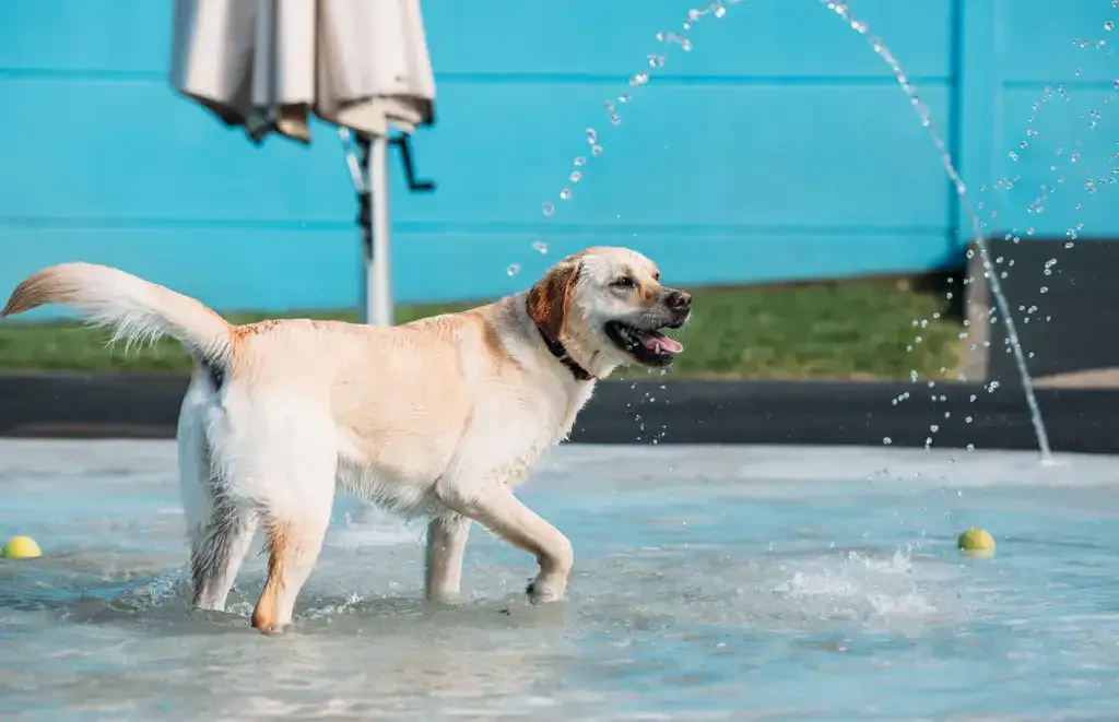 Dog in water pool playing with a ball