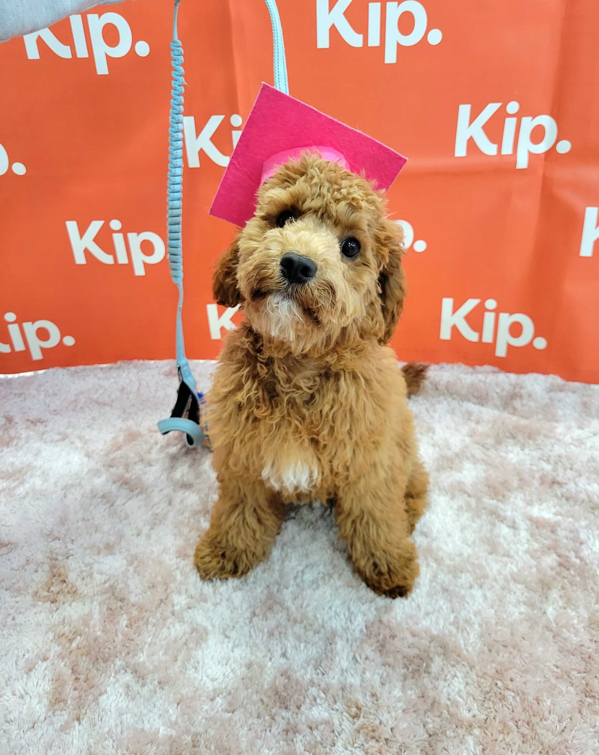 Dog tilting their head at camera with a Kip background