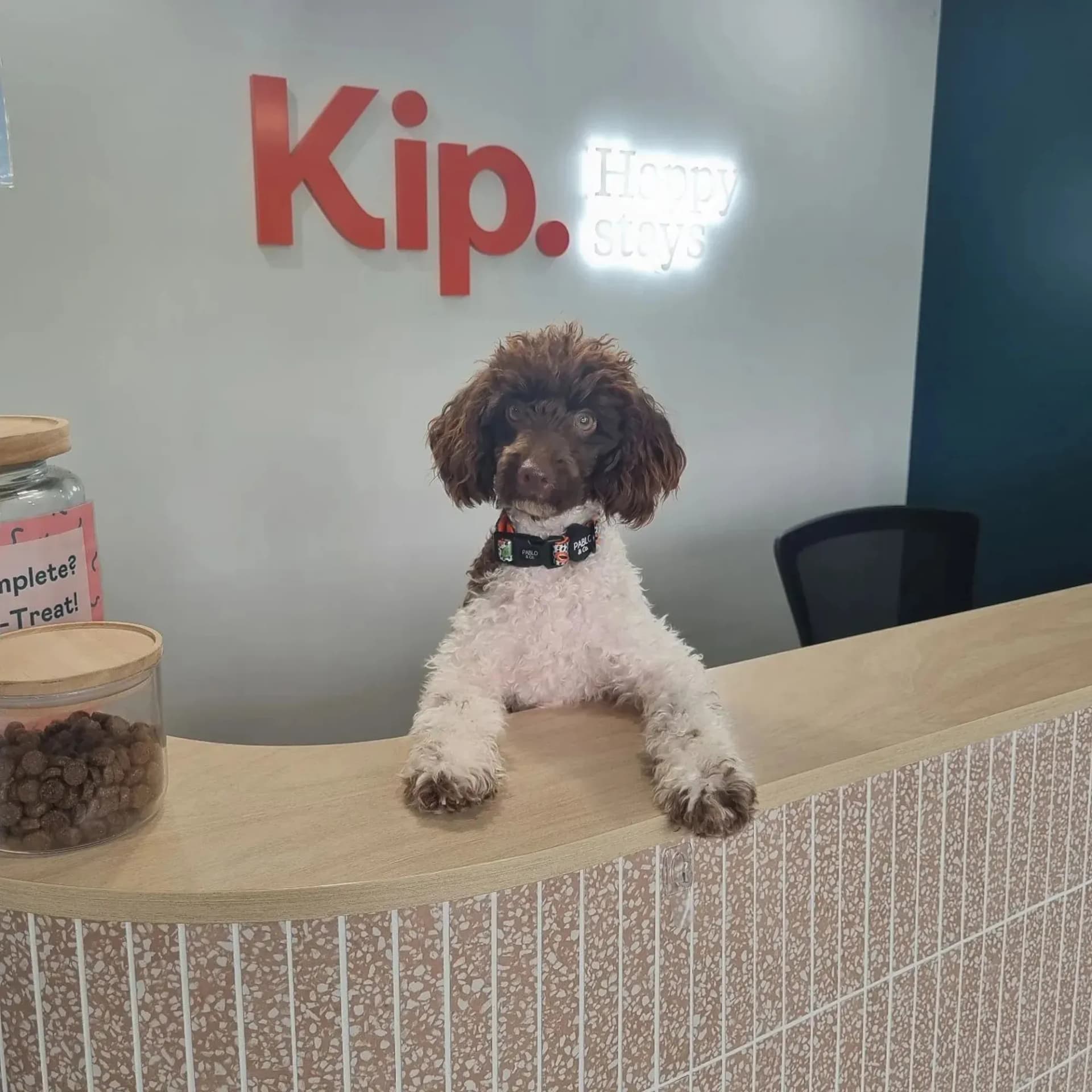 Dog at Kip Brisbane dog daycare reception