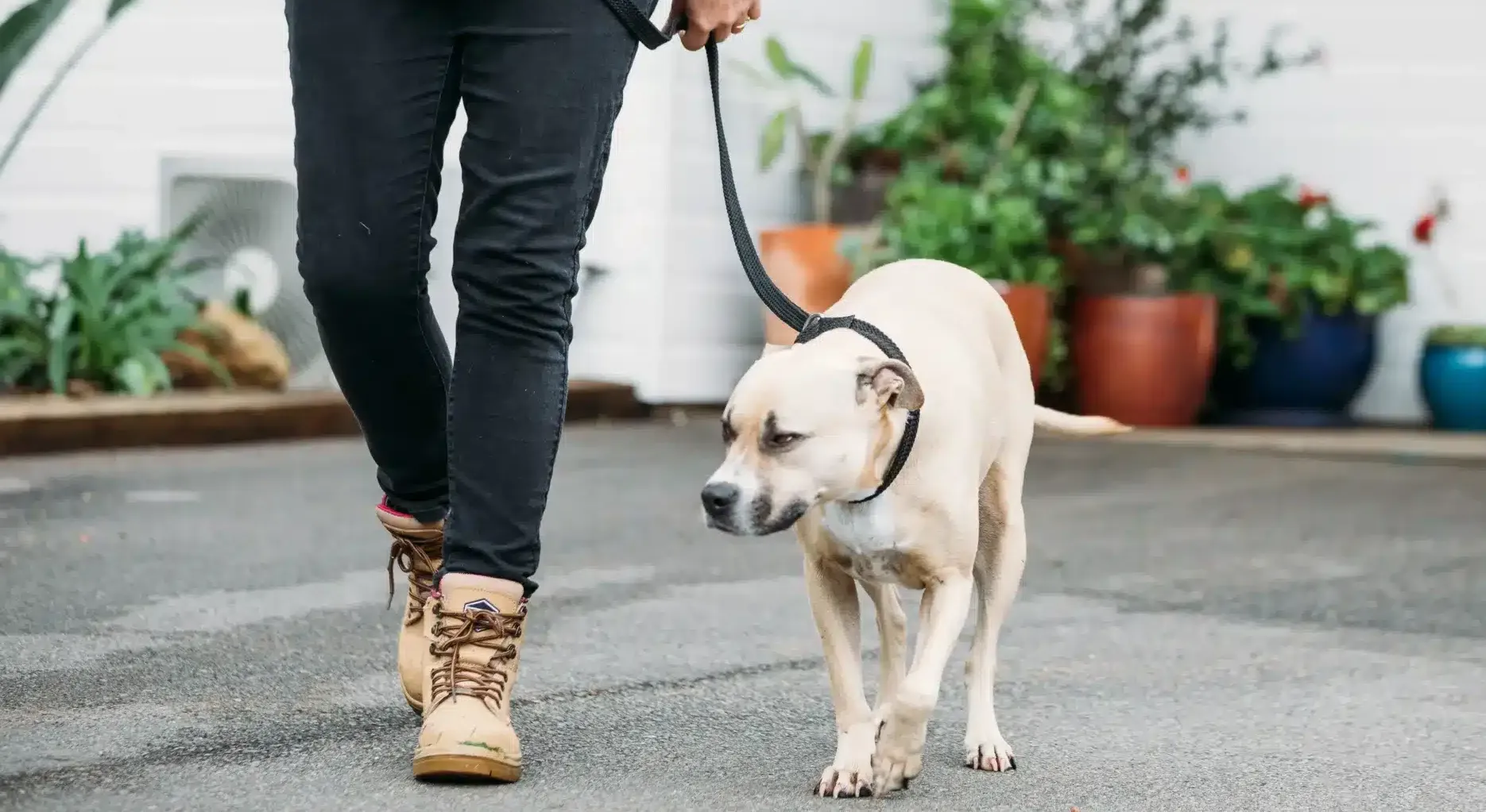 Dog leaving Kip