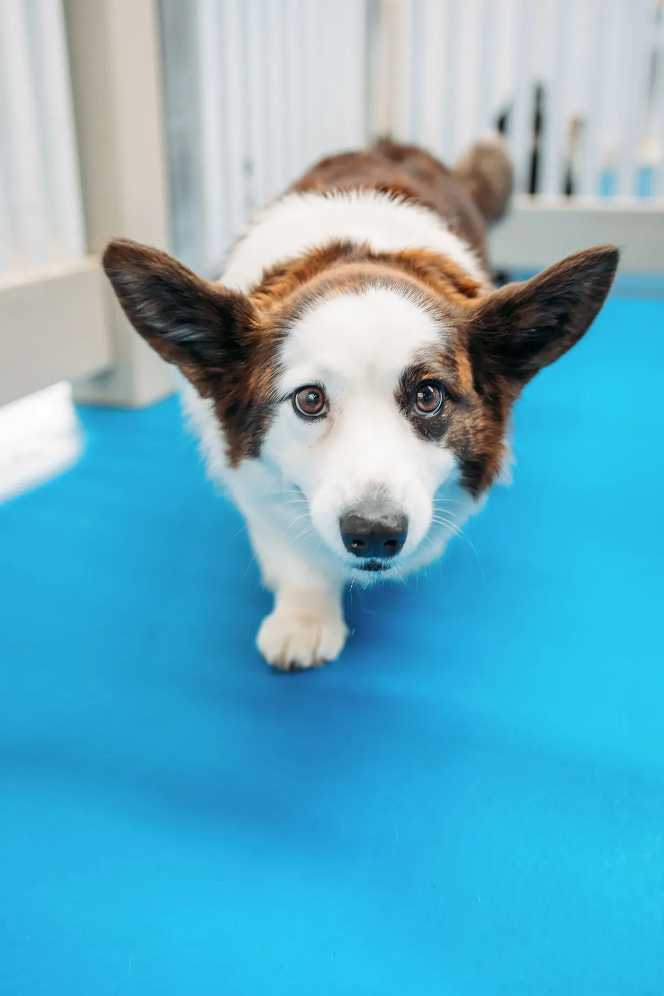 Dog looking at camera
