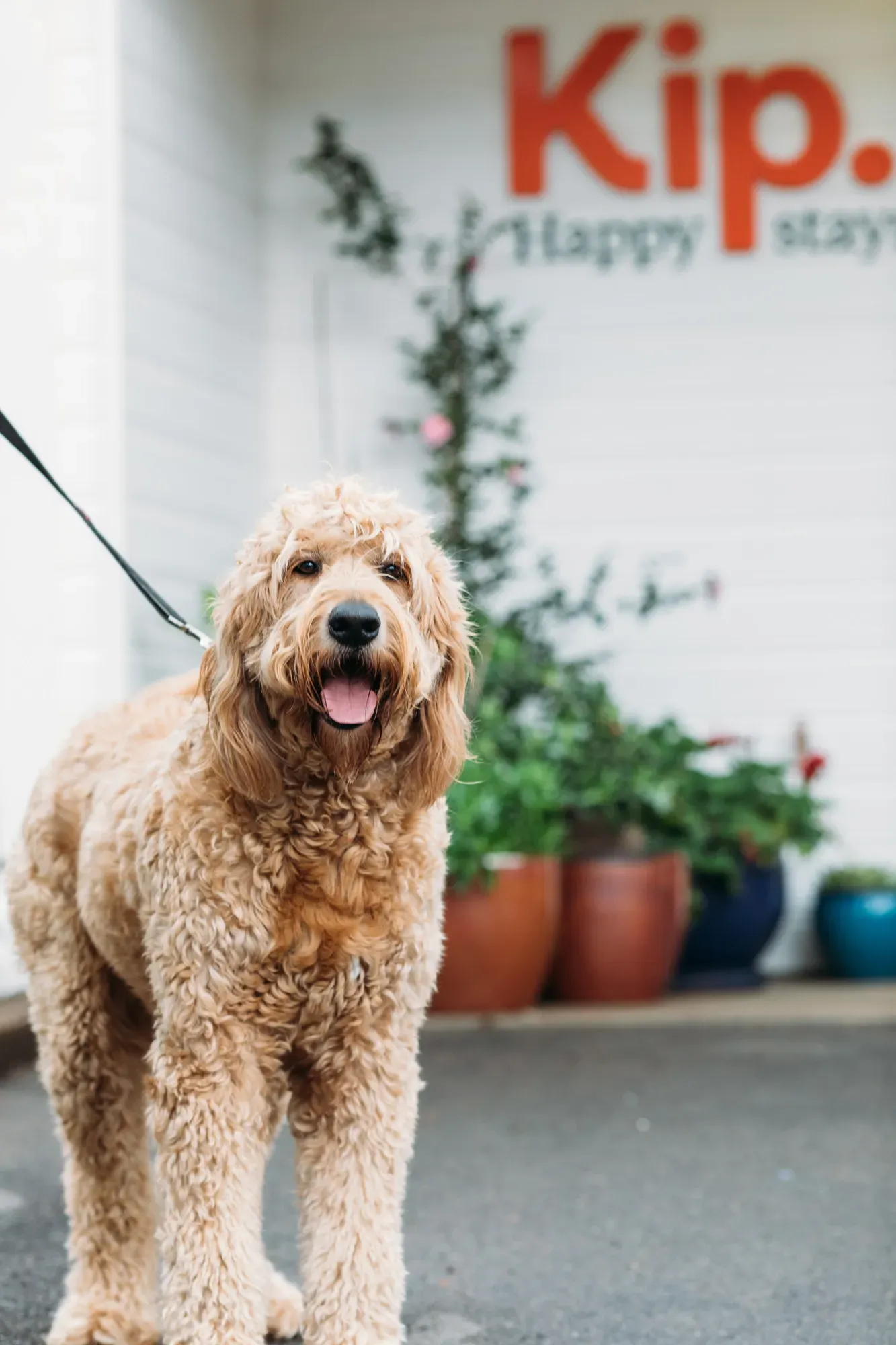 Dog on a leash