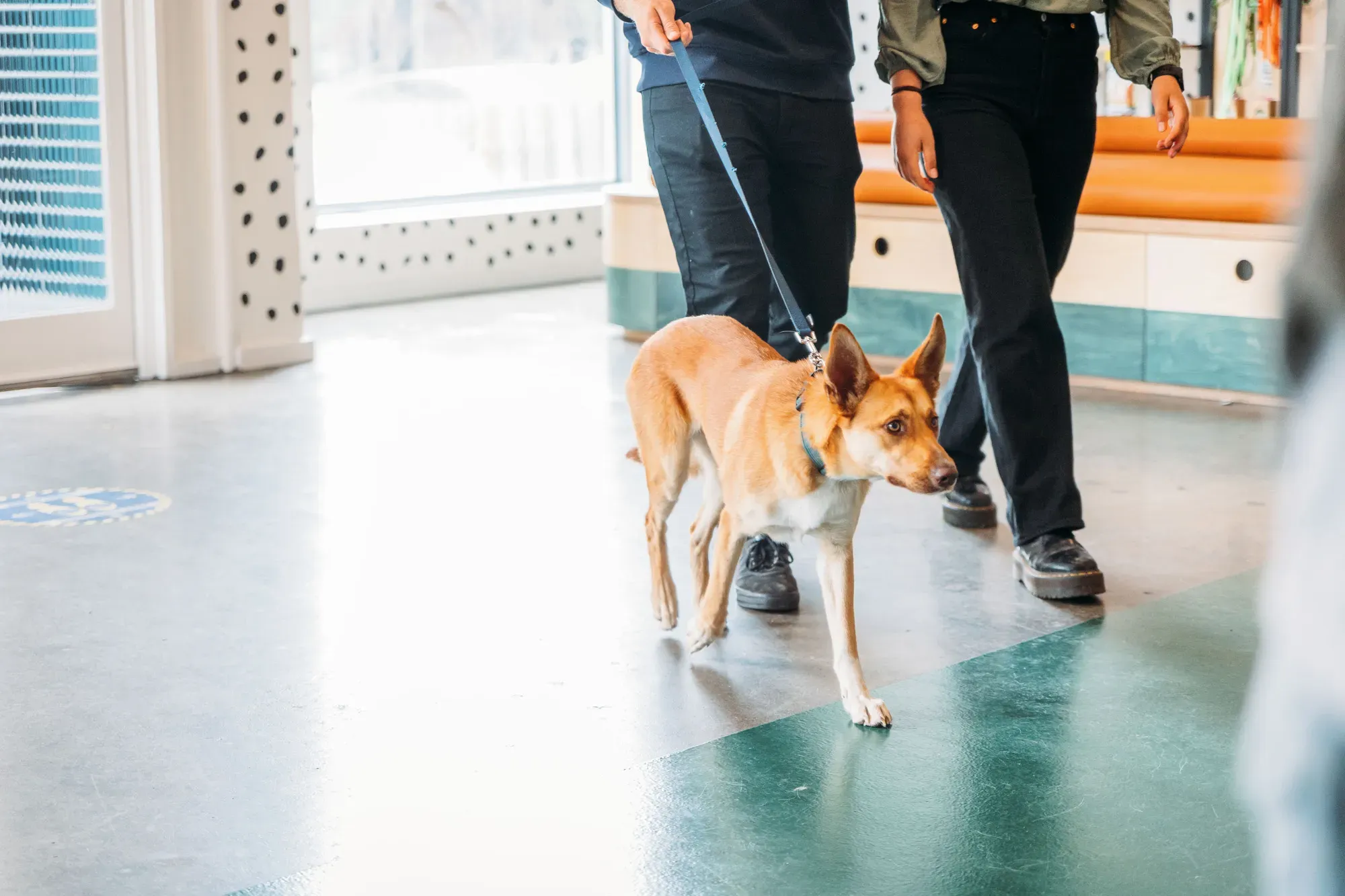Dog pick up at Kip