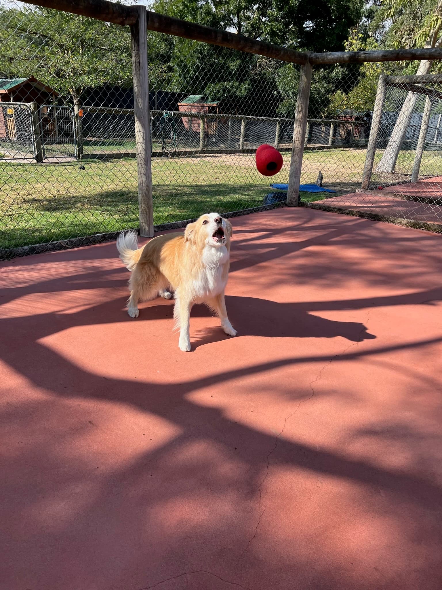 Dog playing with ball