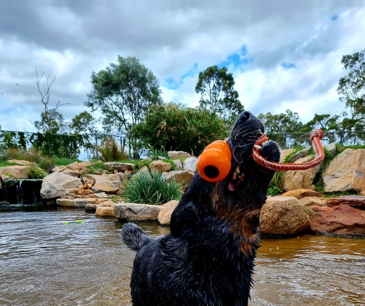Dog playing at Kip Brisbane
