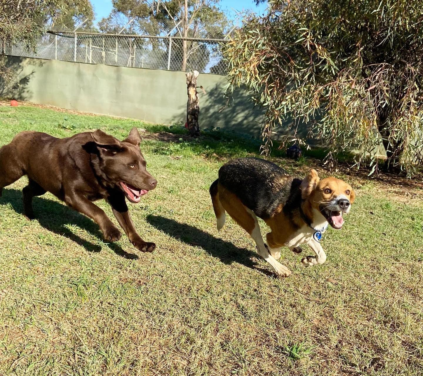 Two dogs running around