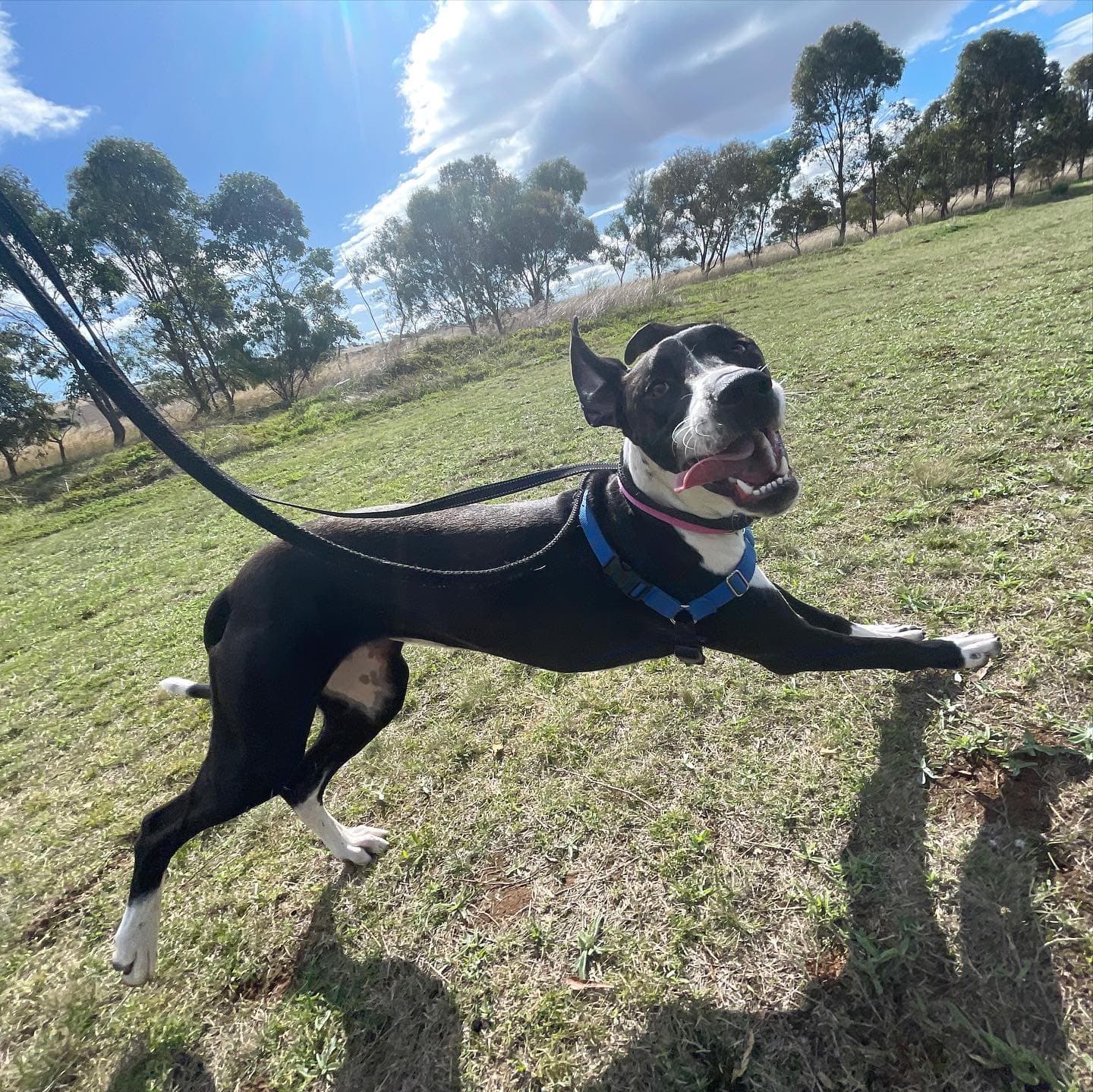 Dog running fast