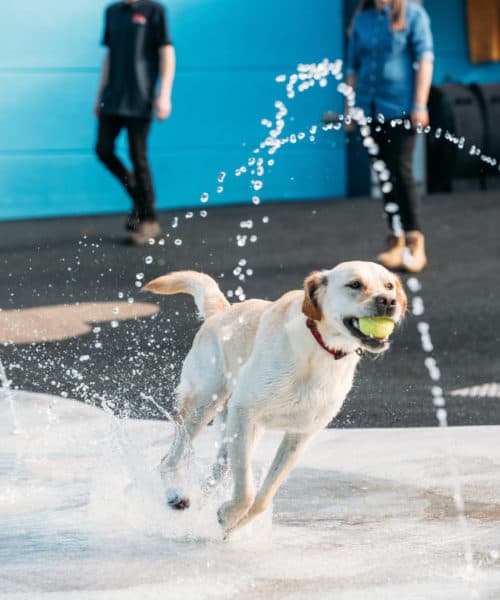 Dog running with a tennis ball in mouth