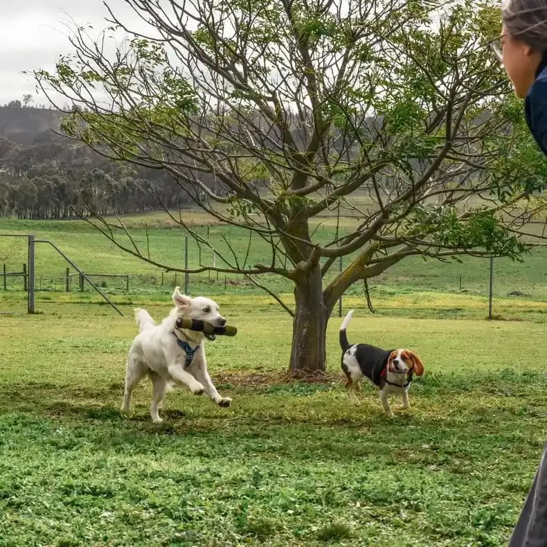 Dog running with stick in mouth
