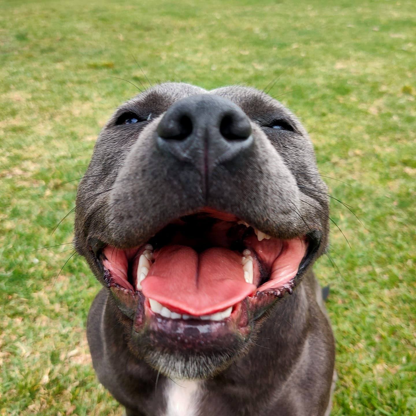 Dog smiling