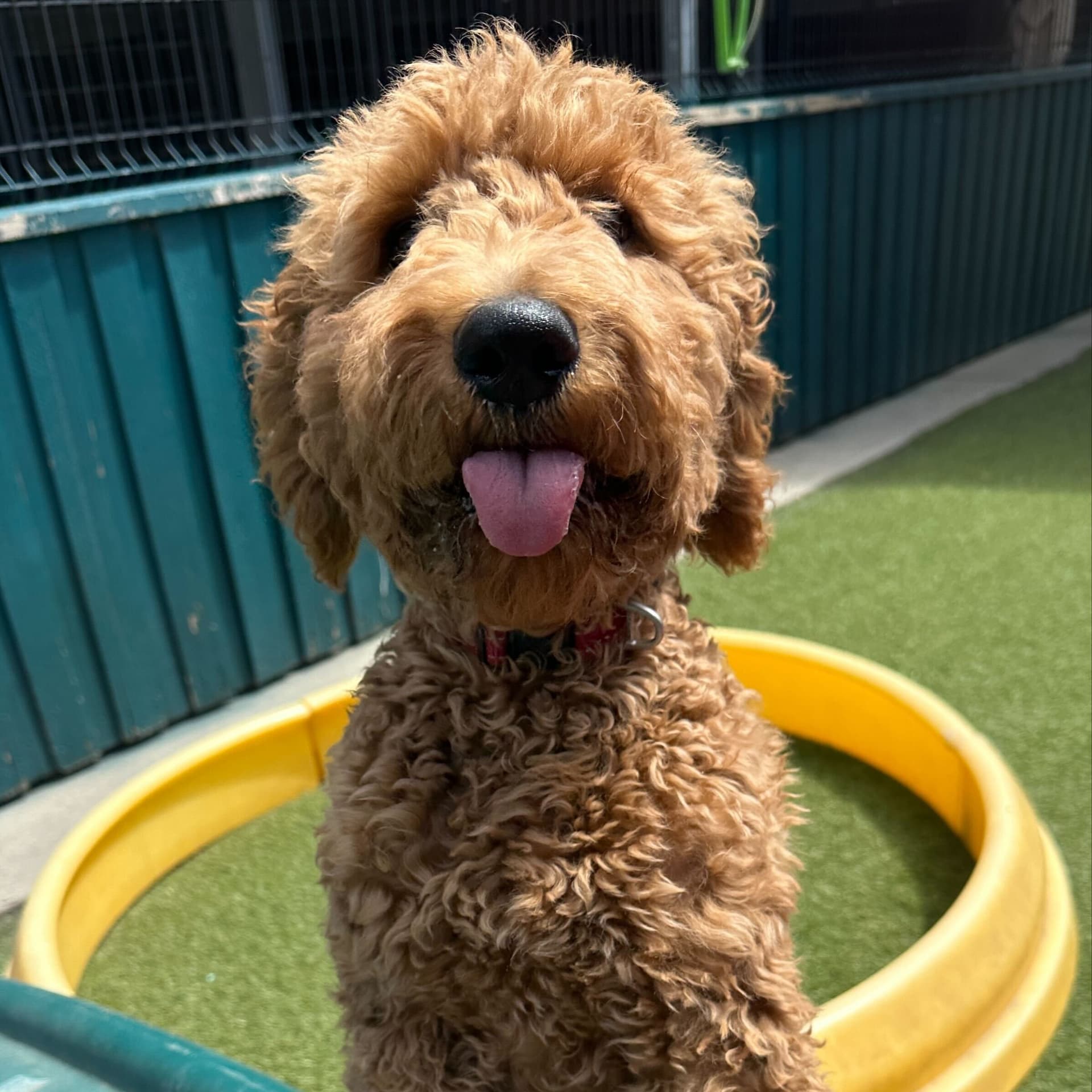 Dog with tongue out