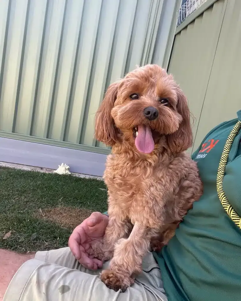 Dog with their tongue out
