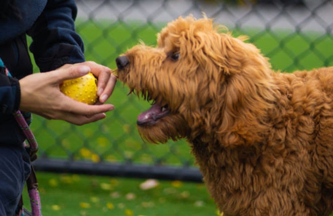 Dog training with a toy