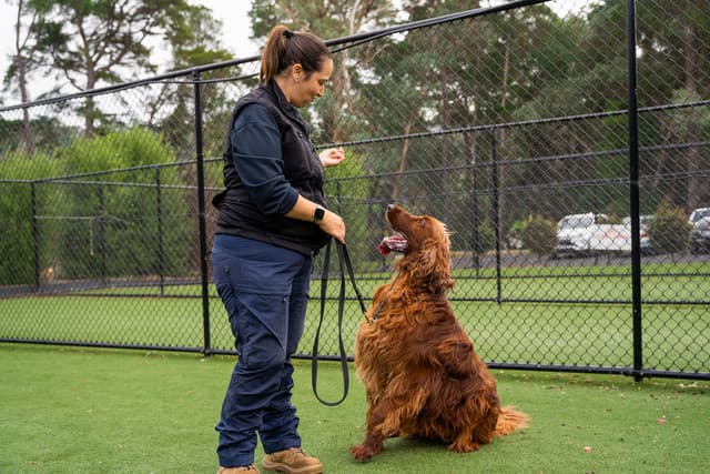 Dog training at Kip