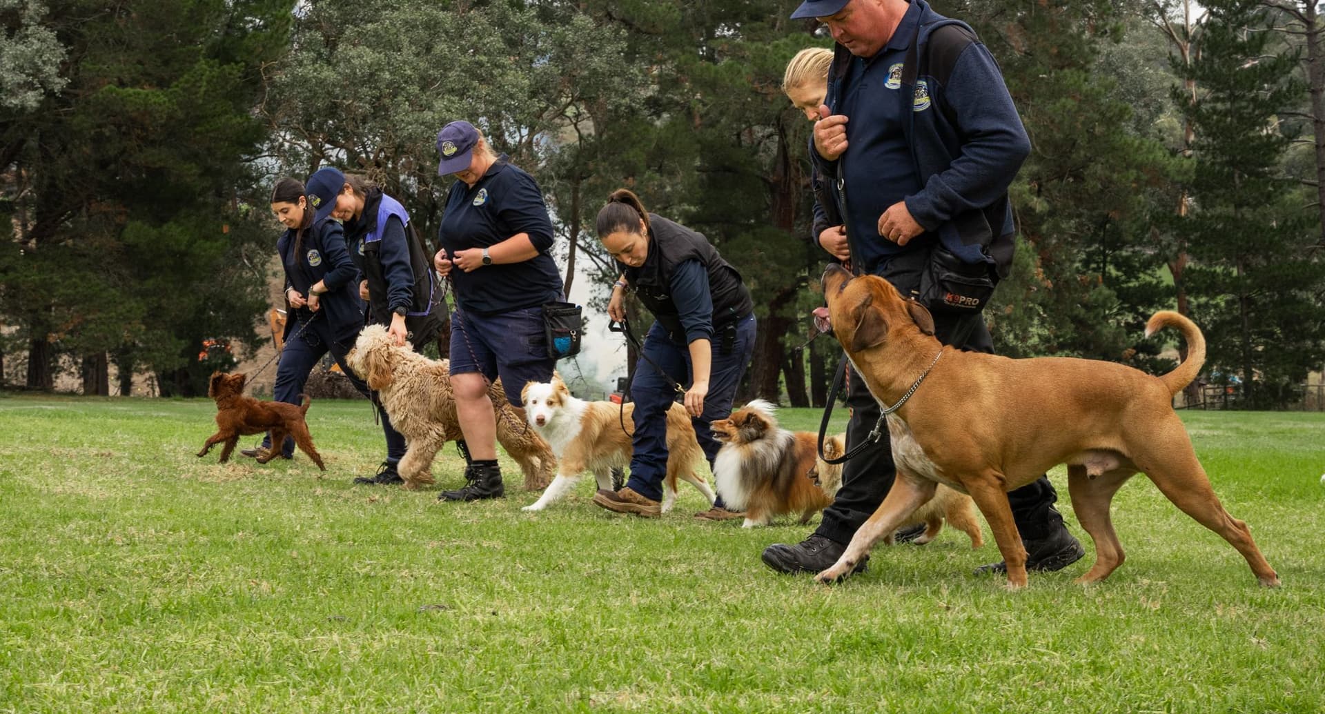Dog training