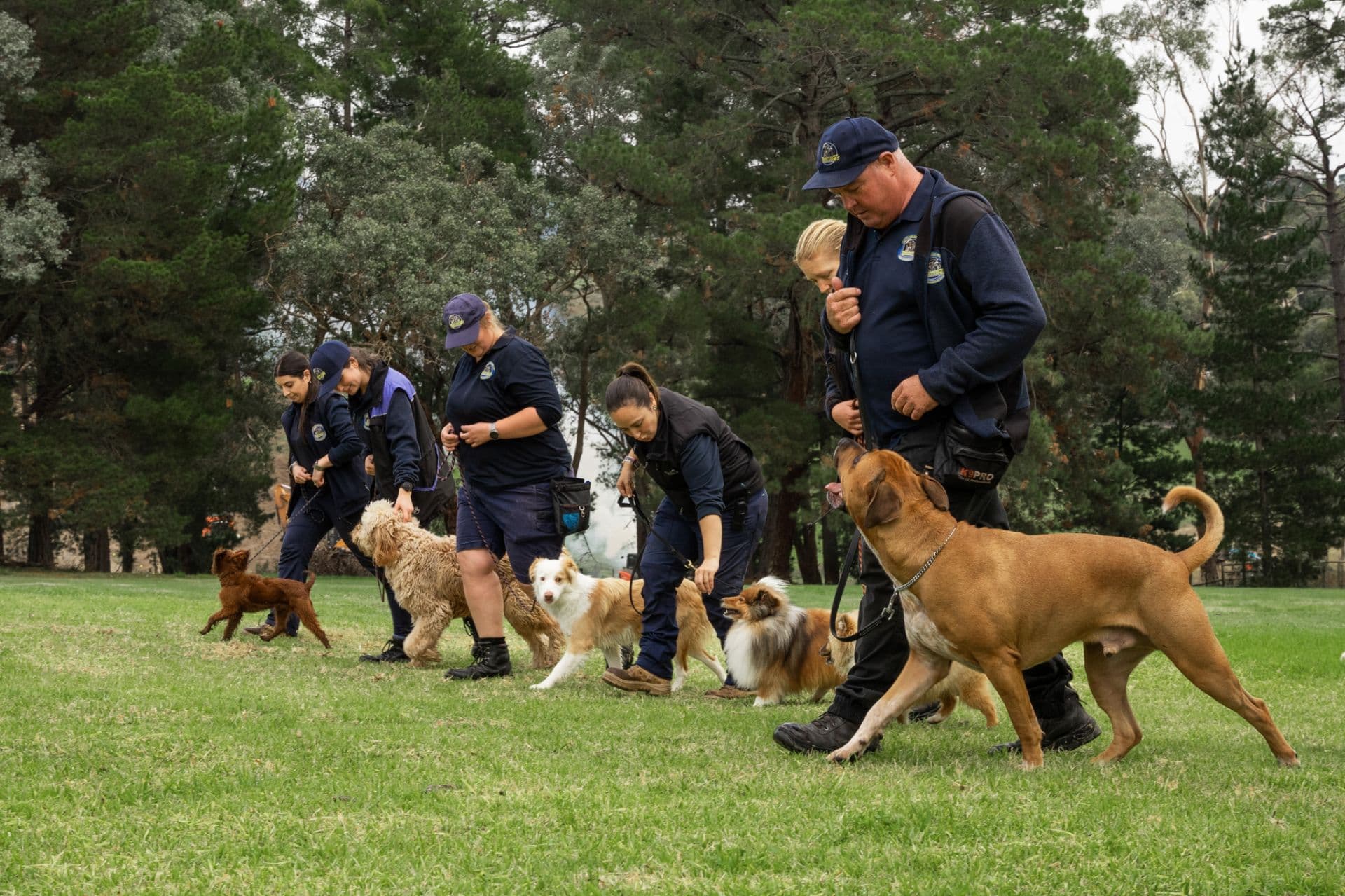 Dog trainers walking with dogs in a row