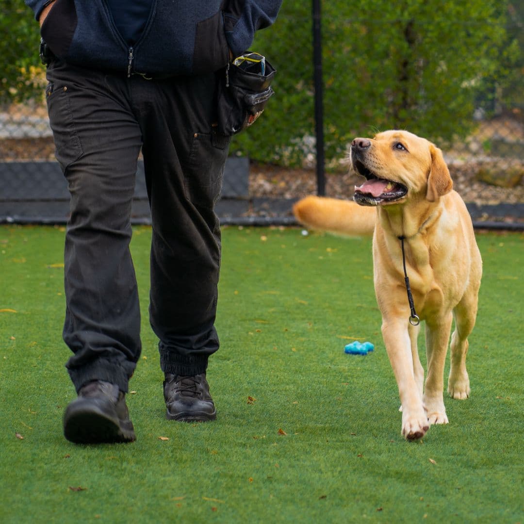 Dog training results 