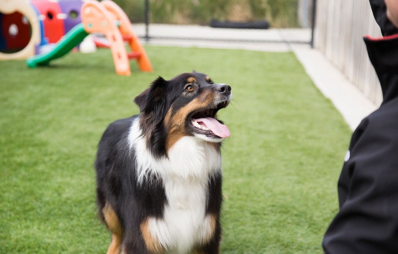 Dog training