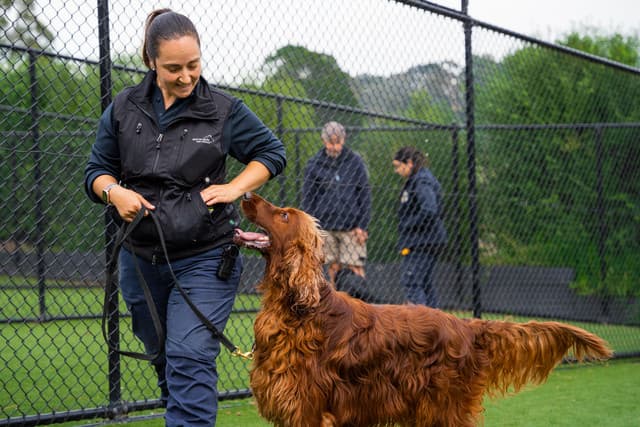 Dog training at kip
