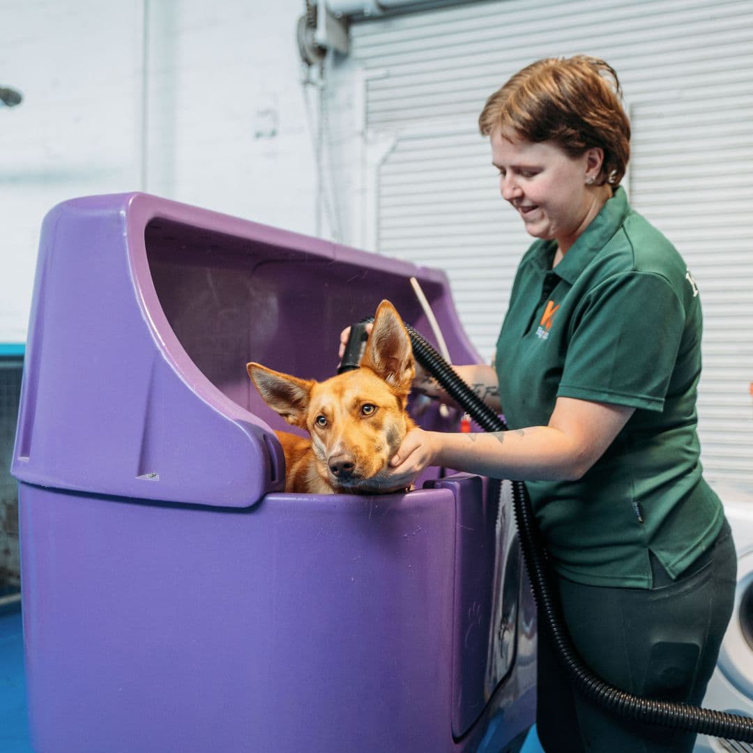 Dog wash