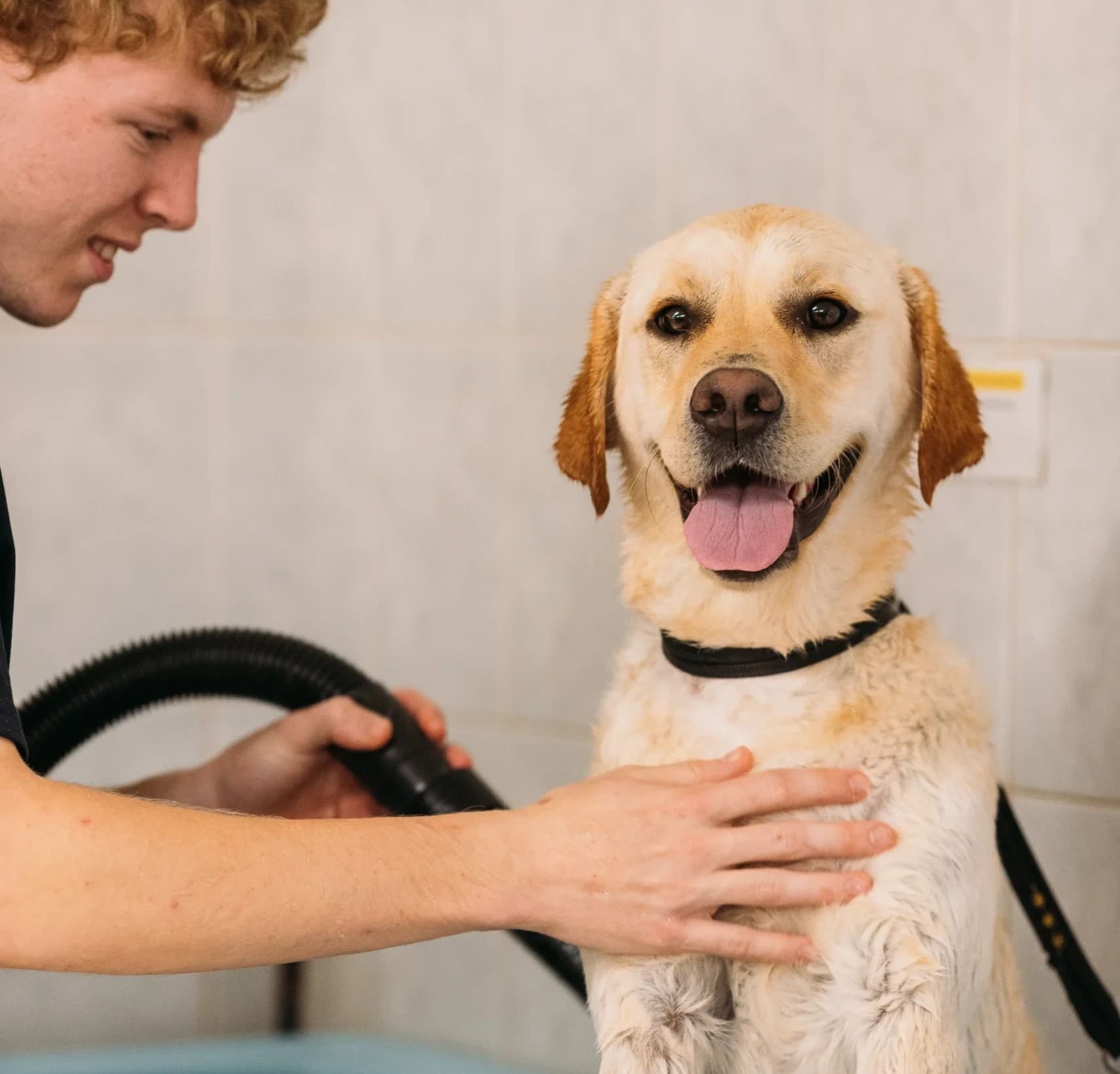 Dog wash