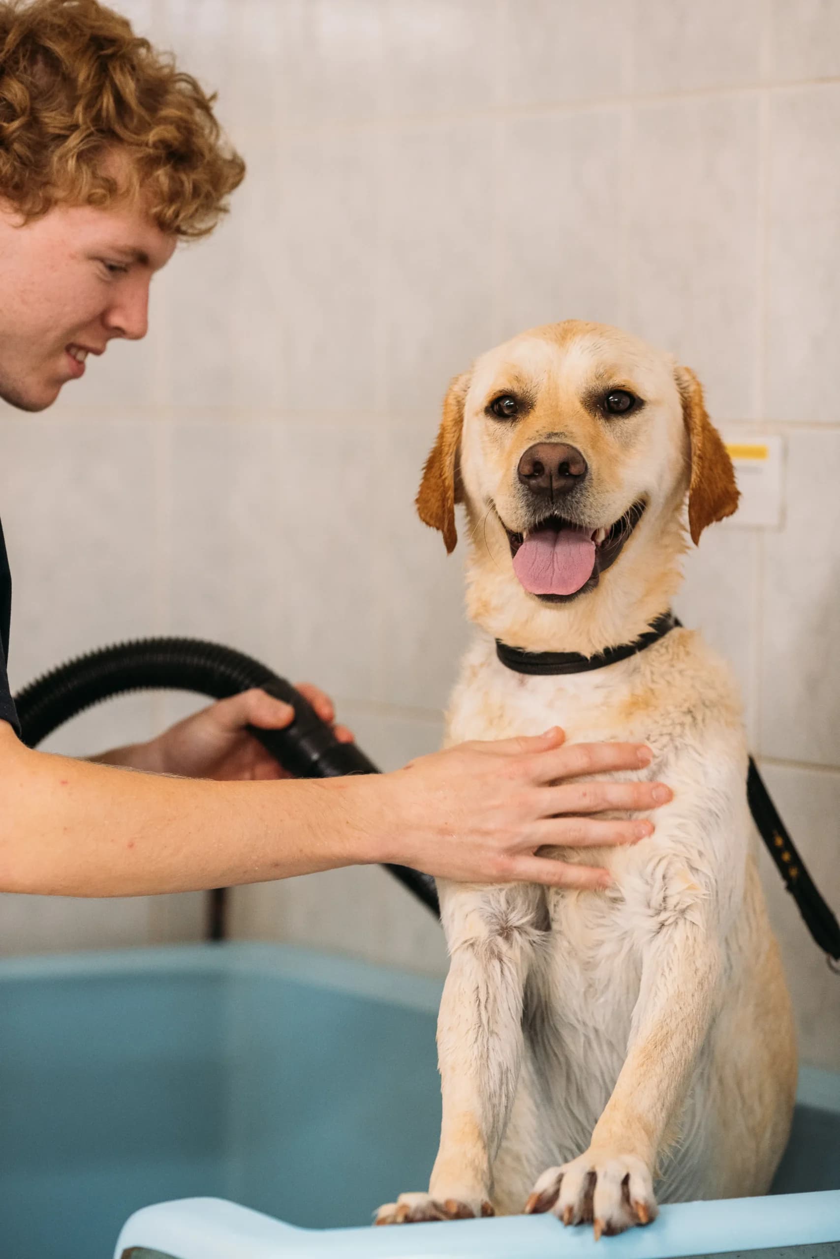 Dog Grooming 