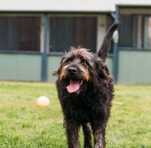 Dog running with a ball
