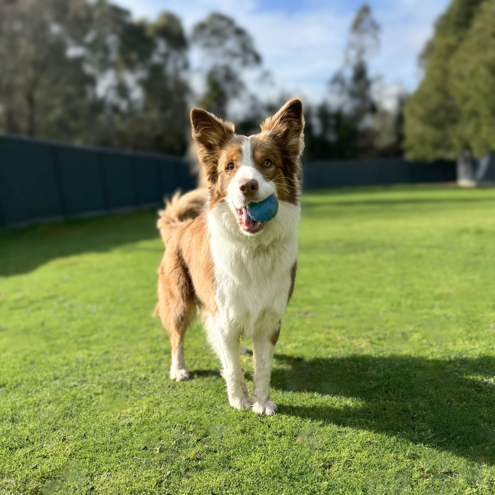 Dog outdoors with a ball in mouth