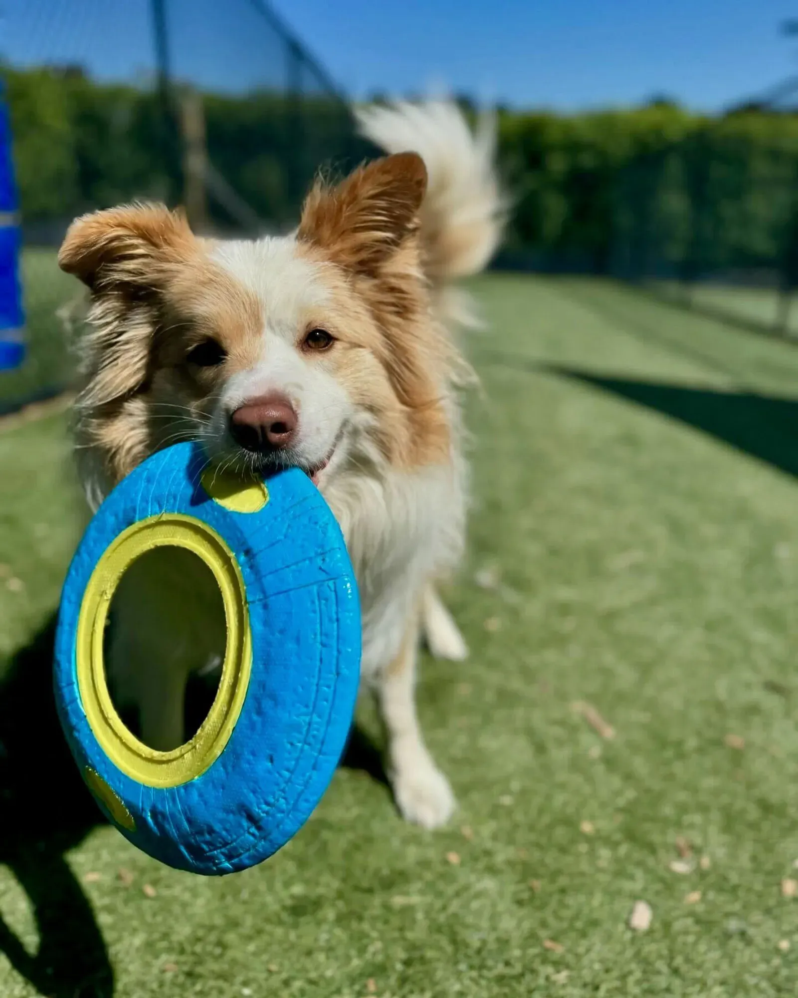 Dog with Frisbee