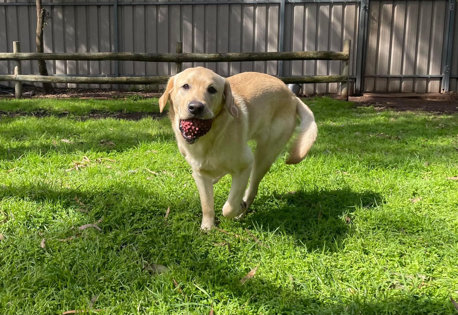 Dog running with a red ball in mouth