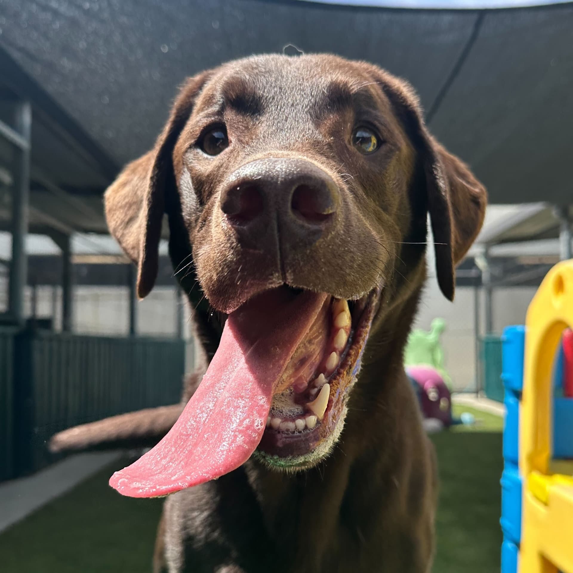 Dog with tongue out