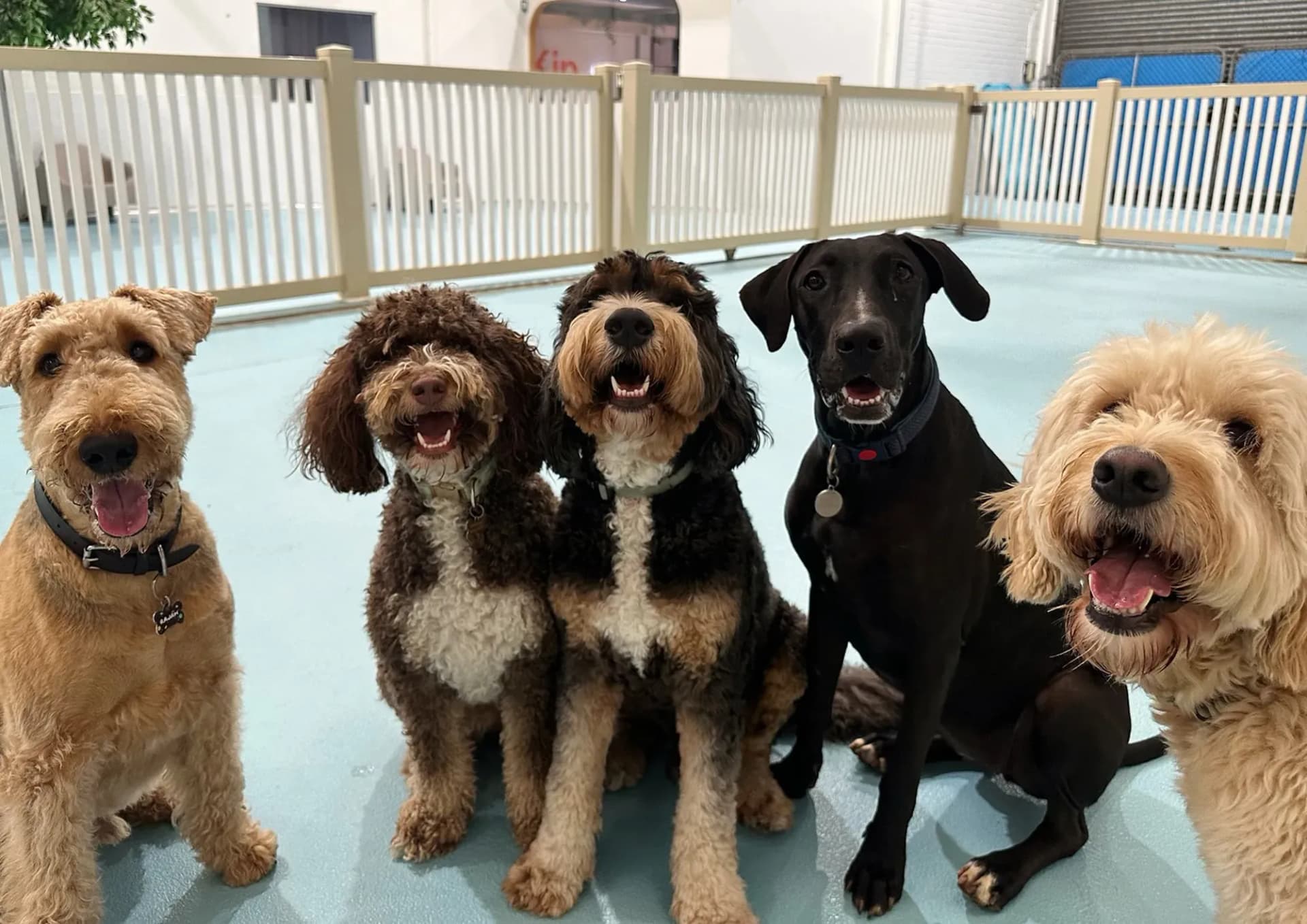 Dogs at Daycare Sydney