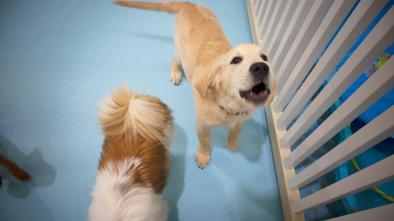 Dogs happy to see owner on home time