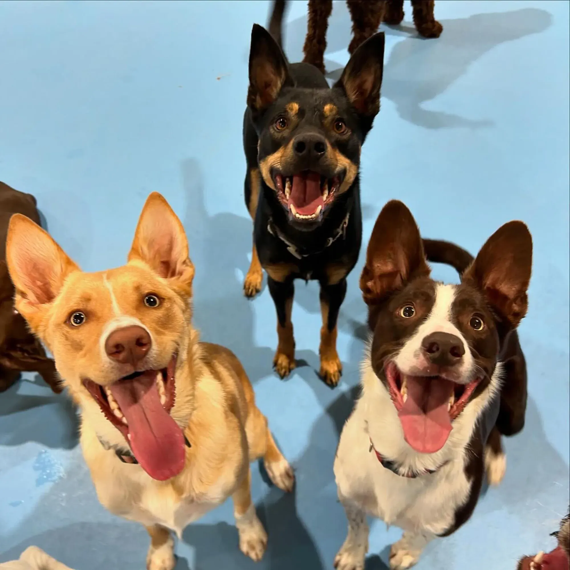 Three dogs looking at a camera at Kip Dog Daycare