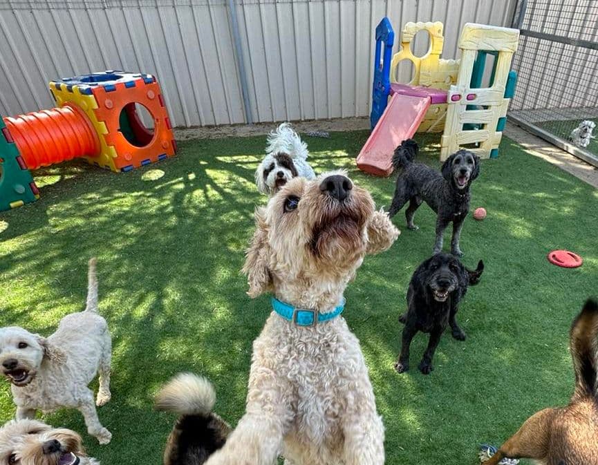 Dogs playing