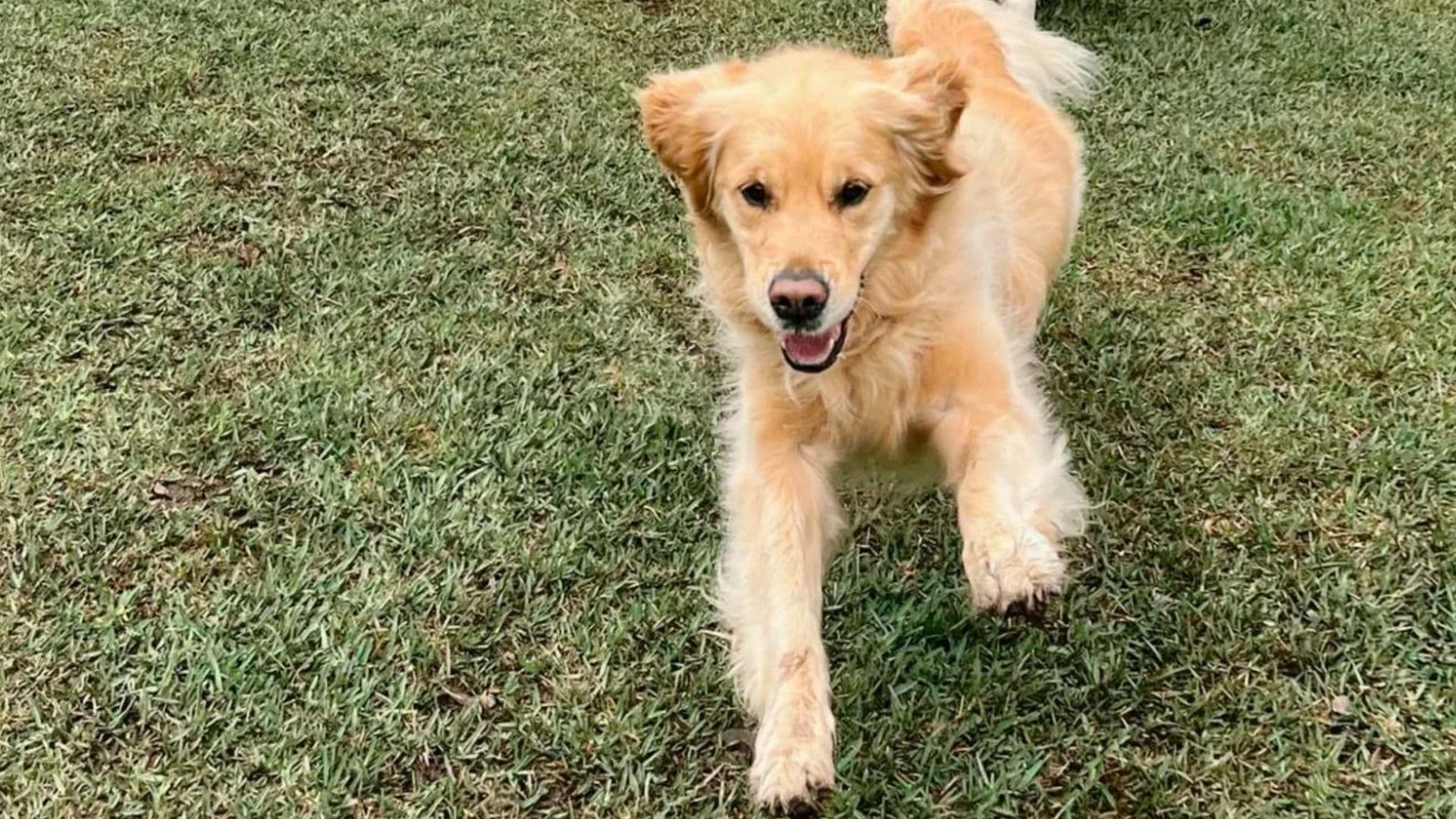 Excited dog