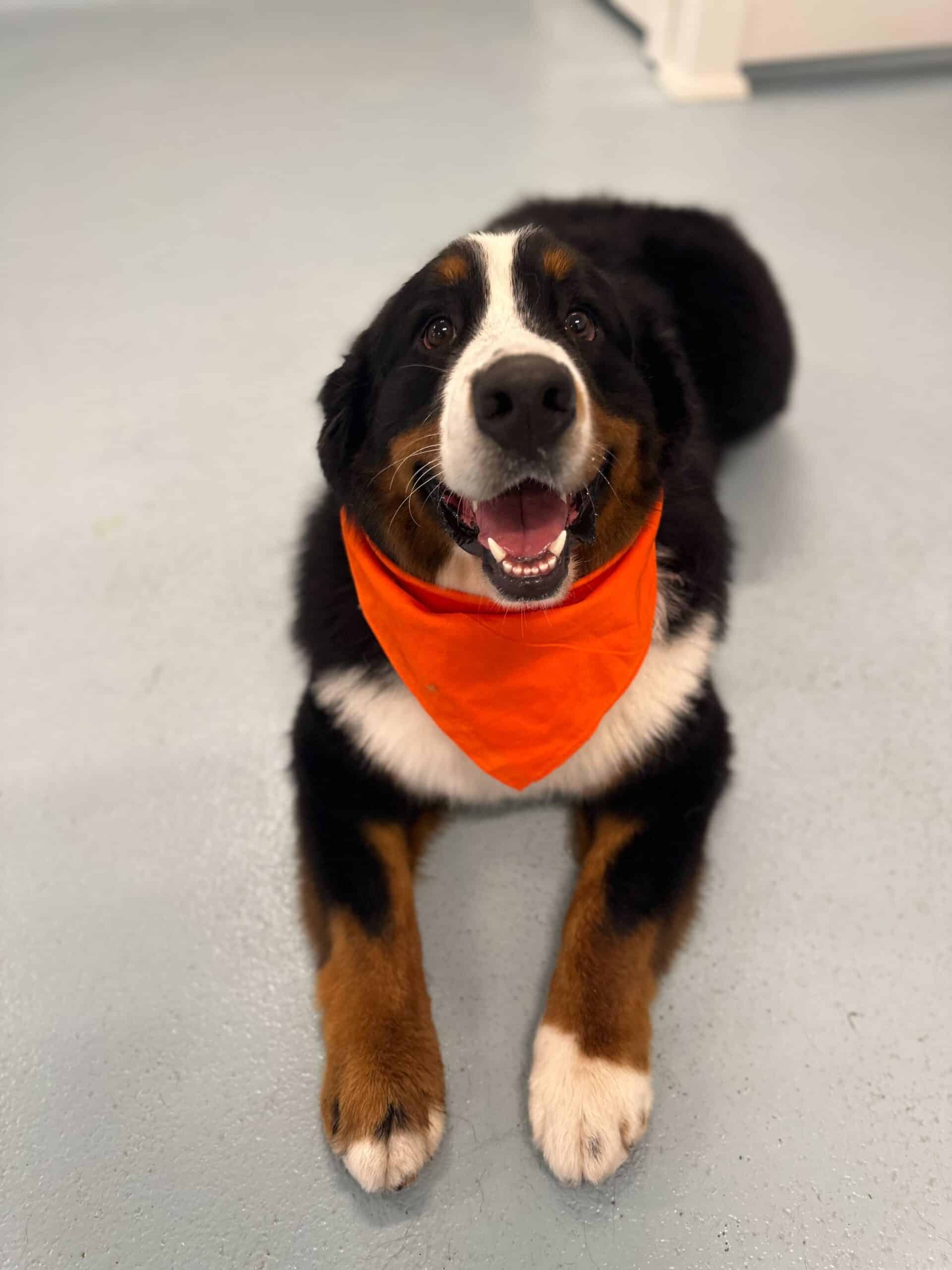 Extra large dog grooming